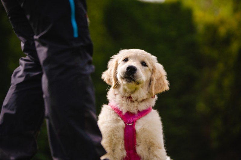 Beginners Obedience over 19 Weeks Old