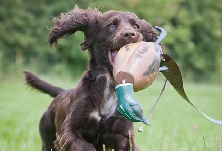 Beginner Gundog