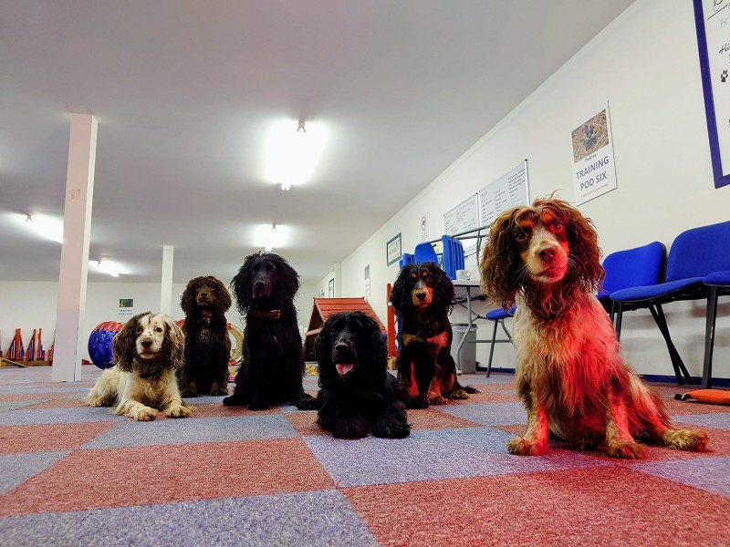 Spaniel Sunday with Jane Ardern