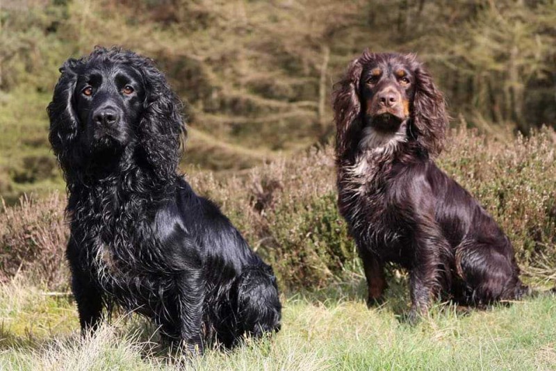 Riverirk Gundogs Online Membership