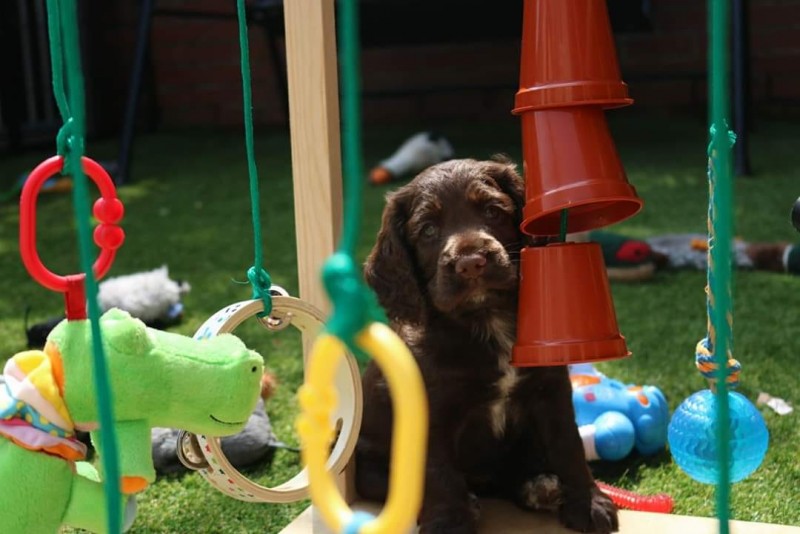 Foundations for New Puppies - 7 Day Course