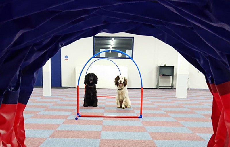 Agility Class