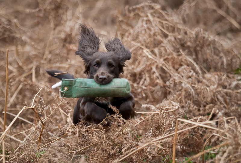 Advanced Gundog