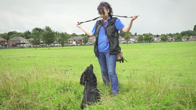 Progressive Gundog